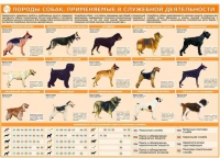 Комплект плакатов "Кинология" - «globural.ru» - Салехард