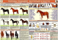 Комплект плакатов "Служебное коневодство" - «globural.ru» - Салехард