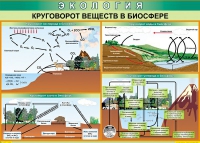 Таблица Круговорот веществ в биосфере 1000*700 винил - «globural.ru» - Салехард