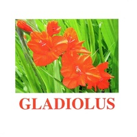 "Flowers-1" ("Цветы-1") английские карточки Домана - «globural.ru» - Салехард