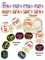 Модель-аппликация Биосинтез белка - «globural.ru» - Салехард