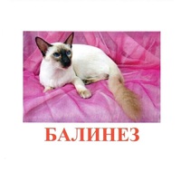 Карточки Домана "Породы кошек" - «globural.ru» - Салехард