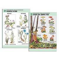 Комплект таблиц для начальной школы "Окружающий мир. Грибы. Растительный мир" - «globural.ru» - Салехард