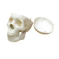 Модель "Череп человека" - «globural.ru» - Салехард