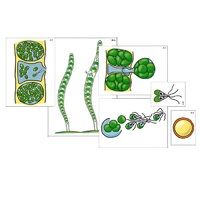 Модель-аппликация "Размножение многоклеточной водоросли" (ламинированная) - «globural.ru» - Салехард