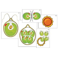 Модель-аппликация "Размножение одноклеточной водоросли" (ламинированная) - «globural.ru» - Салехард