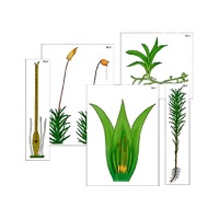 Модель-аппликация "Размножение мха" (ламинированная) - «globural.ru» - Салехард