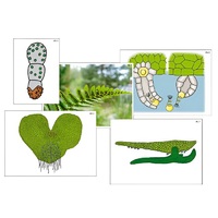 Модель-аппликация "Размножение папоротника" (ламинированная) - «globural.ru» - Салехард