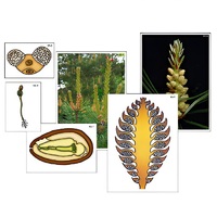 Модель-аппликация "Размножение сосны" (ламинированная) - «globural.ru» - Салехард