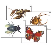 Модель-аппликация "Разнообразие беспозвоночных" (ламинированная) - «globural.ru» - Салехард