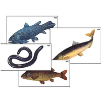 Модель-аппликация "Разнообразие низших и высших хордовых" (ламинированная) - «globural.ru» - Салехард