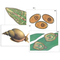 Модель-аппликация "Циклы развития печеночного сосальщика и бычьего цепня" (ламинированная) - «globural.ru» - Салехард