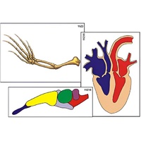 Модель-аппликация "Эволюция важнейших систем органов позвоночных" (ламинированная) - «globural.ru» - Салехард