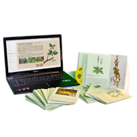 Гербарий натурально-интерактивный "Дикорастущие растения" - «globural.ru» - Салехард