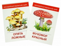 Раздаточные карточки "Грибы съедобные и не съедобные" - «globural.ru» - Салехард
