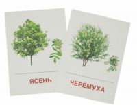 Раздаточные карточки "Деревья и кустарники" - «globural.ru» - Салехард