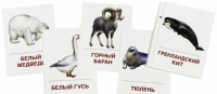 Раздаточные карточки "Животные холодных широт" - «globural.ru» - Салехард