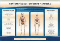Электрифицированный стенд-тренажер c макетом скелета "Анатомическое строение человека" - «globural.ru» - Салехард