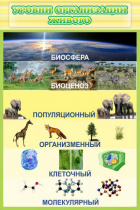 Стенд "Уровни организации живого" - «globural.ru» - Салехард