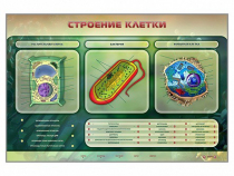 Электрифицированный стенд "Строение клетки" с маркерными полями - «globural.ru» - Салехард
