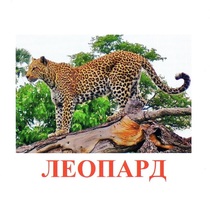 Карточки Домана "Дикие животные-2" - «globural.ru» - Салехард