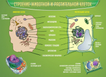 Стенд "Строение животной и растительной клеток" - «globural.ru» - Салехард