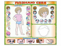 Стенд маркерный "Познаю себя" (тело, голова, органы чувств) - «globural.ru» - Салехард