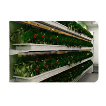Стеллаж для выращивания клубники "Стена" - «globural.ru» - Салехард