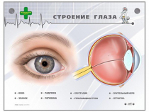 Интерактивный стенд "Строение глаза" - «globural.ru» - Салехард
