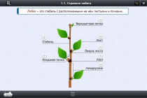 Интерактивные курсы. Биология 6 класс. Расширенный - «globural.ru» - Салехард