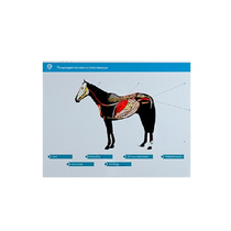 Стенд-планшет светодинамический "Изучение пищеварительной системы сельскохозяйственных животных" со сменными панелями - «globural.ru» - Салехард