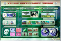 Электрифицированный стенд "Уровни организации жизни" - «globural.ru» - Салехард