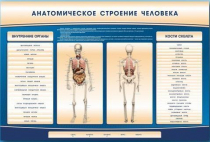 Электрифицированный стенд-тренажер c макетом скелета "Анатомическое строение человека" - «globural.ru» - Салехард