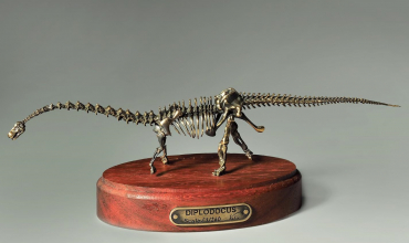 Модель скелета динозавра Diplodocus  (вариант 2) - «globural.ru» - Салехард