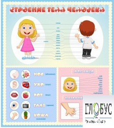 Стенд "Строение человека" для детей - «globural.ru» - Салехард